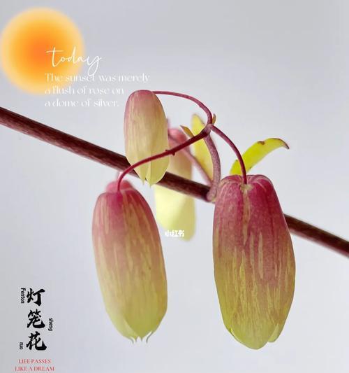 灯笼花的开花周期（一年开几次花、花期长短、花朵颜色、适宜环境等细节解析）