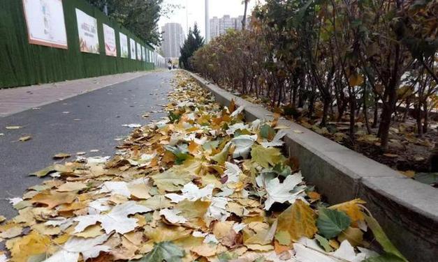 槐树为何冬天落叶？（探究槐树叶片的生长周期及生理特征）