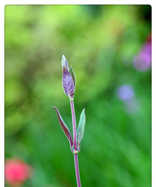代表父亲的植物盘点（15种植物，代表着不同的父亲形象）