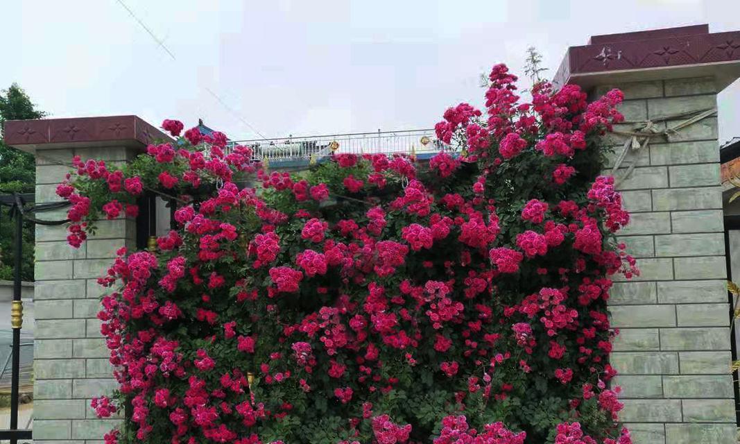 木香花（营造院子的浪漫氛围，让生活更美好）