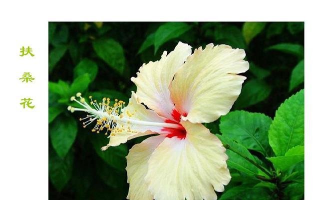 扶桑花——鲜花中的生命力象征（浅谈扶桑花的寓意与象征）