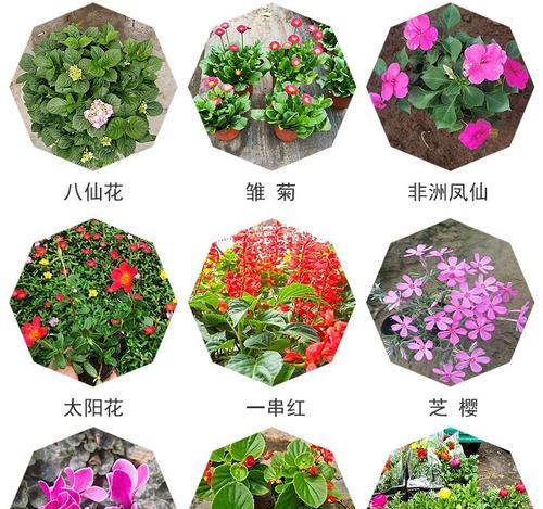 马鞭草花期详解（马鞭草开花时间、花期长短及环境要求）