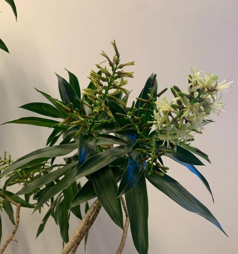 百合是被子植物吗？一探真相！（解密百合的分类和特点）