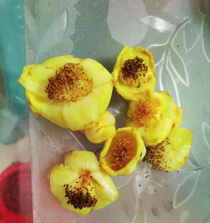 金花茶的花期详解（揭秘金花茶的美丽花期和采摘时间）