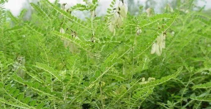 黄芪（探究黄芪的植物分类及药用价值）