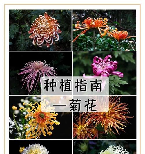 菊花修剪方法图解（一步步教你如何修剪你的菊花）