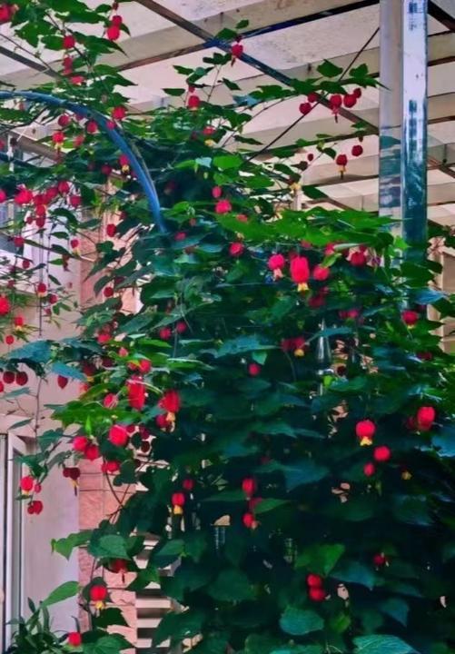 灯笼花怎么养？（四季灌溉要注意的细节）