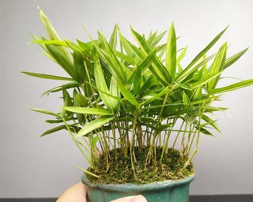 如何在家中种植竹子？（打造生态环保的居家绿化）