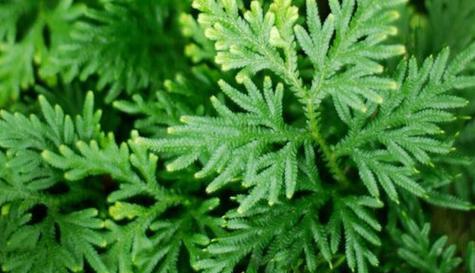 卷柏不是蕨类植物（揭秘卷柏真实身份，解析其特点和生长环境）