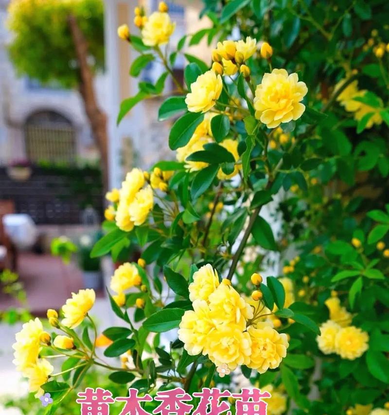 黄木香花的耐寒能力剖析（探究黄木香花的生命力与适应能力，为您解答其耐寒秘密）