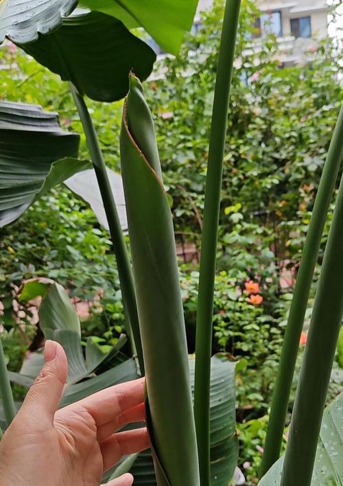 虎刺梅喜阳还是喜阴？探究其生长习性（虎刺梅的光照要求、温度适应度及栽培技巧）