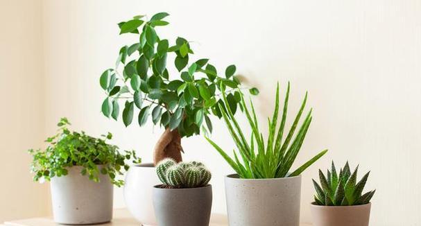 如何选择适合房间的植物？（打造舒适的生活空间，从植物开始。）