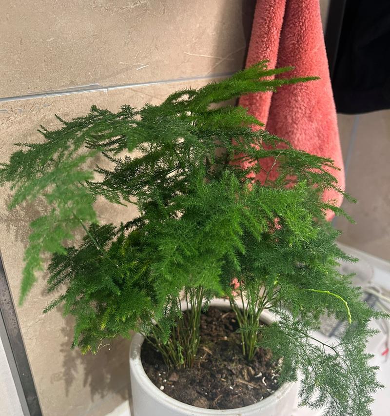 文竹换盆的最佳时间（养护文竹不可错过的关键时间点）