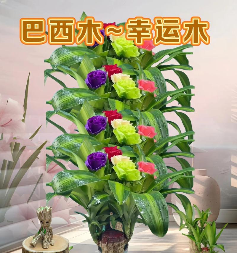 巧妙浇水，助力巴西木健康成长（科学浇水技巧，让巴西木充满生机）