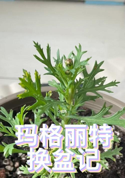 探究玛格丽特有种子的奇妙世界（从生长到收割，探寻玛格丽特种子的成长历程）