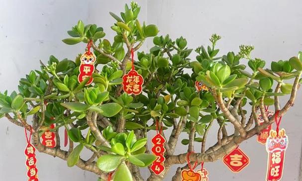 室外玉树的养护方法（如何让玉树在户外茁壮成长）