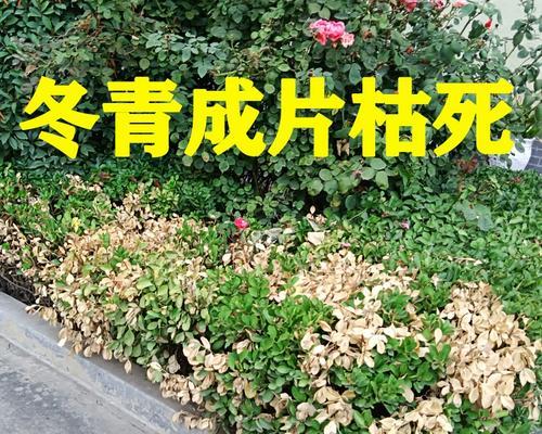 黄杨叶子干枯原因及处理方法（细心护理，让黄杨树焕发生机）