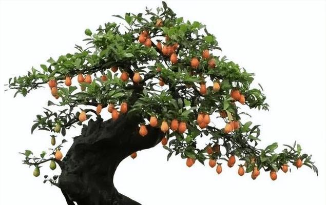 金弹子花花期详解（一年开几次？时间在哪里？）