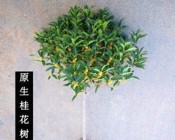 探究一年内桂花树苗生长状况（年生长高度与速度分析，掌握关键时期的管理方法）