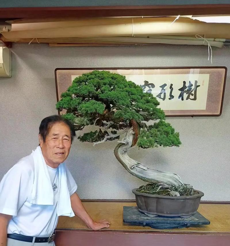 大阪松的养殖方法与养护要点（打造绿意盎然的院落，从大阪松开始）