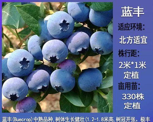 蓝莓的耐寒温度（寒冷季节里，蓝莓的生存秘密）