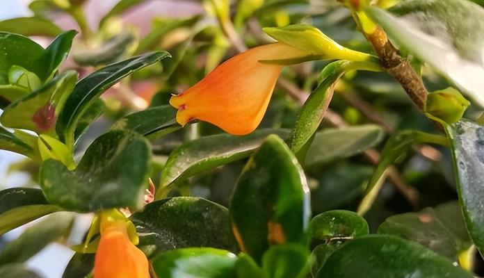 金鱼吊兰怎么养才能开花？（养护技巧与开花时间）