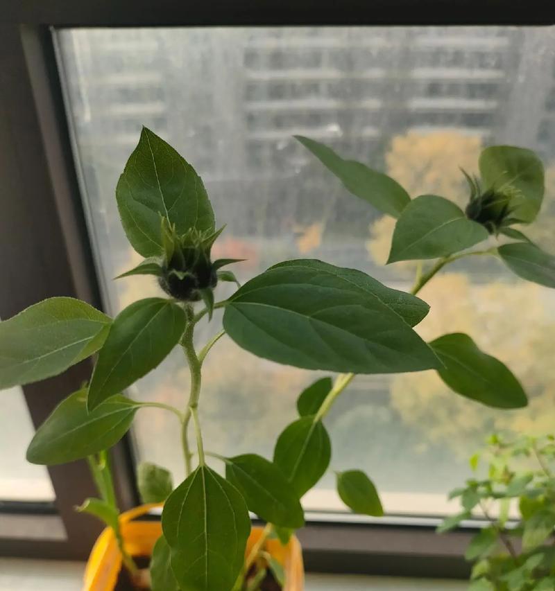 葵花花期之长短，一探究竟（葵花开放时间、环境因素、品种等影响因素的综合分析）