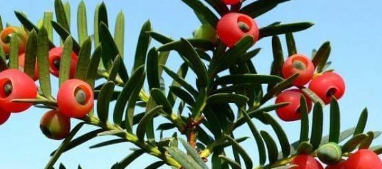 红豆开花结果全过程解析（红豆生长周期、开花时间、果实发育和采收时间）