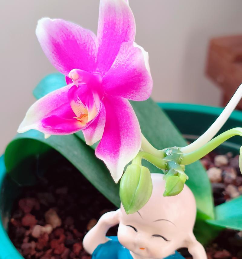 蝴蝶兰开花温度究竟是多少度？（影响蝴蝶兰开花的因素及其优化策略）