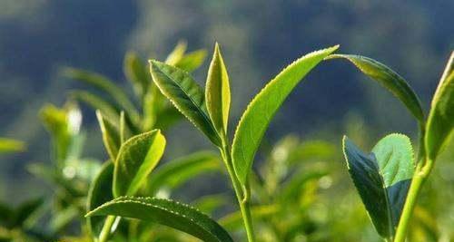 茶树怎么养才能长得好（提高茶叶品质的方法和技巧）