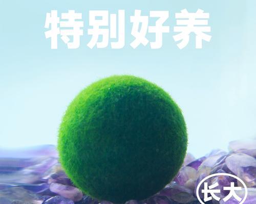 海藻球的养护与炸毛技巧（从基础养护到炸毛全面解析，让你的海藻球更加迷人）