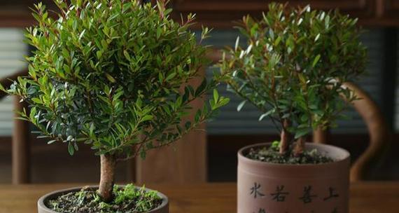 家里养紫檀树的风水好处（为家庭带来和谐与富贵）