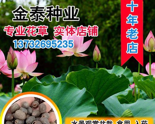 荷花种子如何发芽？——以荷花籽泡出芽为例