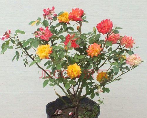 甜梦之谜：藤本还是灌木？