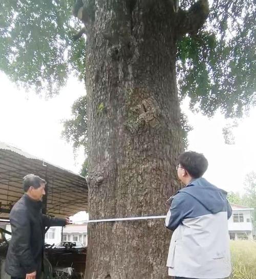 长不高的树——为什么有些树长不高？（生命力强，生长缓慢，环境适应能力强——探究长不高的树）