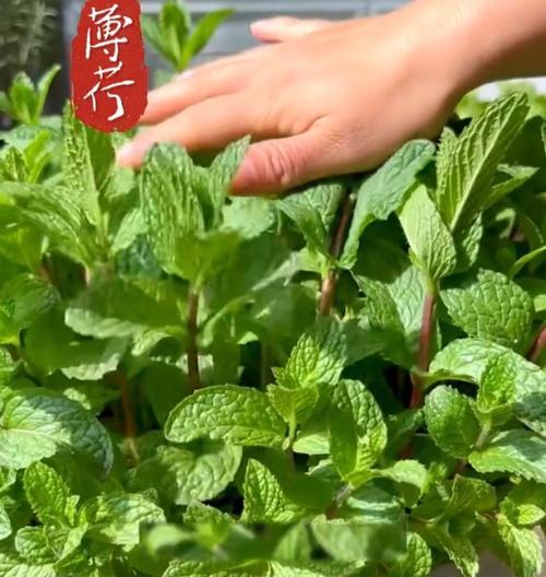 薄荷插枝养护与成活实践（实践证明）