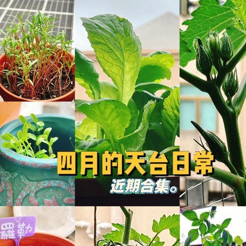 黑种草播种时间及注意事项（掌握正确的黑种草播种技巧，提高种植效率）