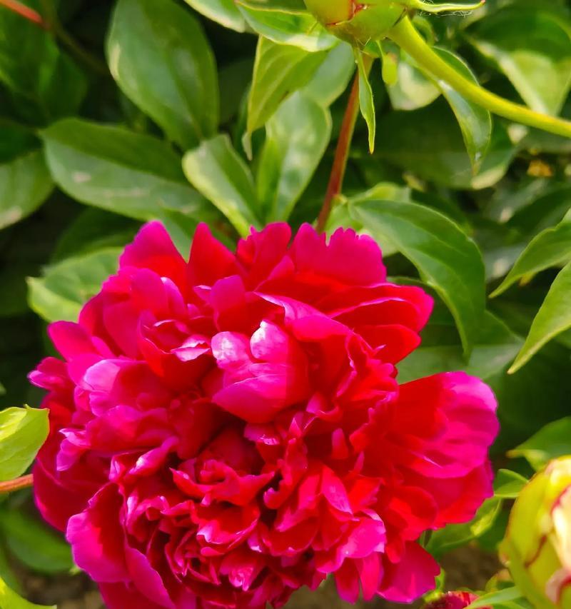 牡丹花期与开花时间详解（探究牡丹花期、花色及开花时间，了解它的生长习性）