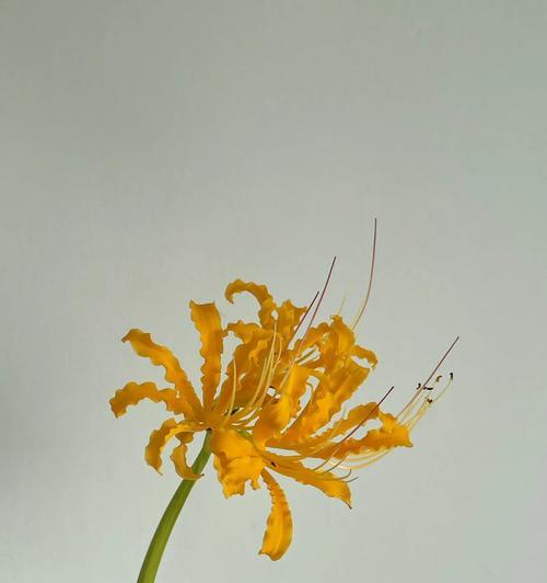 探究彼岸花不开花的原因（从环境、气候、生长习性、病虫害等方面分析）
