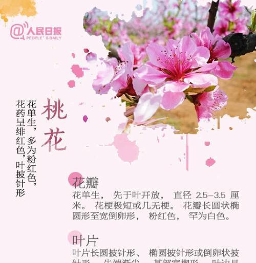 五瓣梅叶子卷曲的原因及补救方法（为什么会卷曲？如何有效应对？）