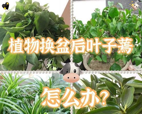 如何拯救叶子蔫了的红梅（红梅叶子发黄怎么办？）