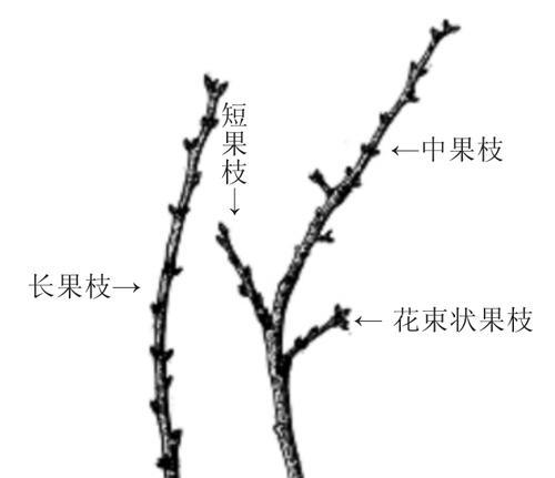 杏树的生长环境与适宜种植条件（探究杏树的生态习性与生长特征，助力种植高产优质杏果）