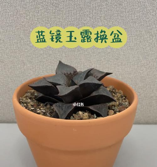 如何合理更换玉露的盆土？（15个步骤教你轻松更换盆土，健康呵护玉露）