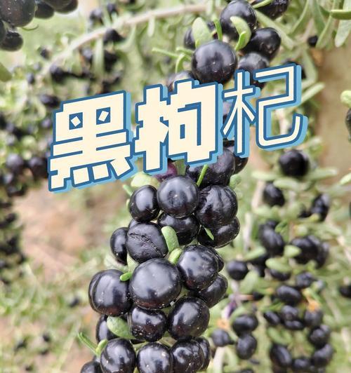 探寻黑枸杞的生长环境与地方条件（黑枸杞的生态环境和适宜种植条件探究）
