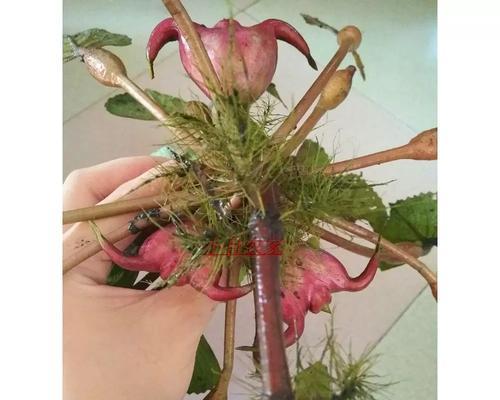 探讨菱角的水生特性（菱角植物的生态环境与发展现状）