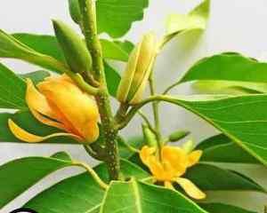 黄桷兰室内种植的全面指南