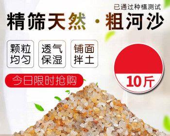 多肉的种植方法——沙子种