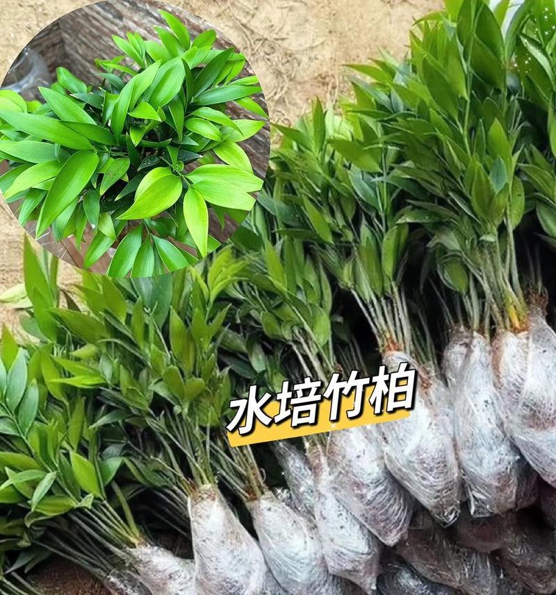 如何养护让你的柏竹更旺盛（简单方法让你的柏竹健康成长）
