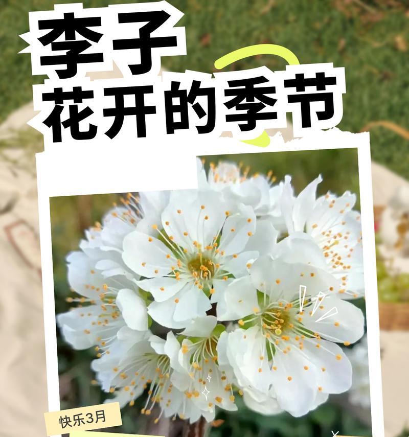 李子开花结果的周期（解密李子几年开花结果的奥秘）