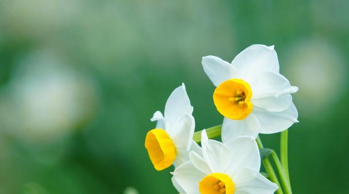 水仙花开完花了怎么办？——养护小技巧分享（养护不当易萎蔫，须掌握关键技能，让花儿生机盎然）